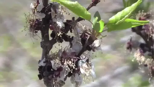 Malatya’da Zirai Don Sonrası Ürün Bazlı Destekler Açıklandı: Hangi Ürüne Ne Kadar Ödenecek?