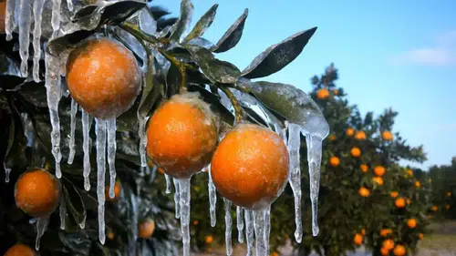 Zirai Dondan Etkilenen Üreticilere 1,7 Milyar Lira Destek Ödemesi Yapılacak