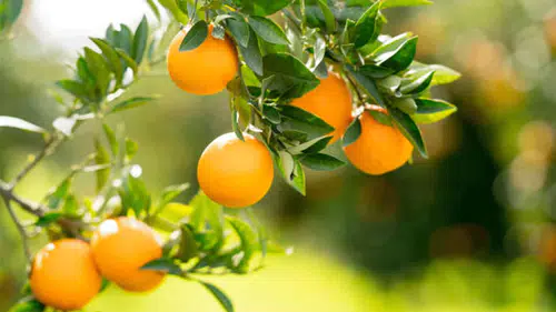 Finike Portakalında Hasat Heyecanı Başladı: Coğrafi İşaretli Ürüne Yoğun İlgi