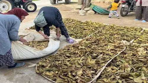 Denizli'de Hasat Tamam, Altın Yapraklar Üreticisine Kazandıracak