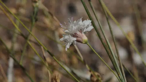 Emekli Öğretmenin Keşfi: Yeni Bir Bitki Türü Literatüre Girdi