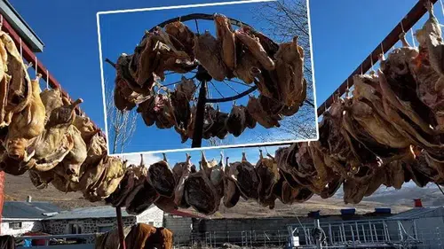 Kars'tan Gurbetteki Hemşerilere Kaz Gönderimi Başlıyor