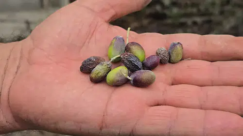 Deprem Kenti Hatay'ı Kuraklık Vurdu: Halhalı Zeytininde Verim Düşüklüğü