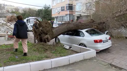 İstanbul'da Lodosun Etkisi: Ağaç 4 Aracın Üzerine Devrildi