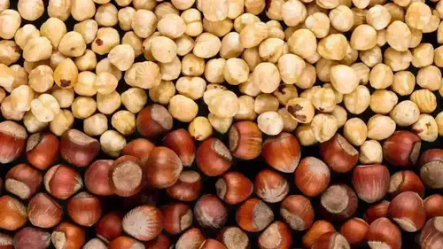 Fındık Fiyatları 26 Ocak 2026: Güncel Durum ve Piyasa Gelişmeleri