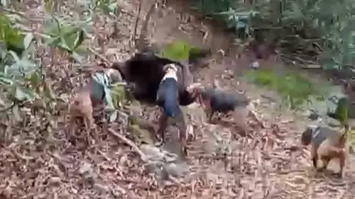 Samsun'da avcılar sezon finali yaptı: 3 domuz avlandı