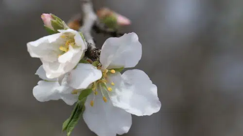 2026 Yılında Cemre Düşme Tarihleri Nedir? Suya ve Toprağa Düşme Zamanları Ne Zaman?