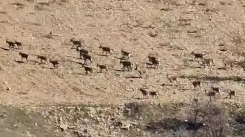 Diyarbakır'da Koruma Altındaki Dağ Keçileri Görüntülendi, Kaçak Avlanmaya 940 Bin Lira Ceza Uygulanıyor