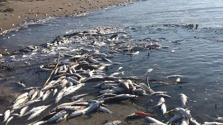 Akdeniz kıyısında balık ölümleri araştırılıyor