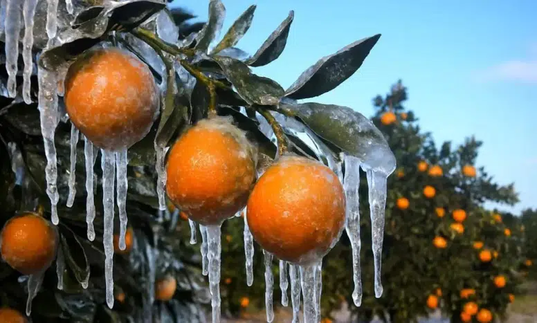 Zirai Dondan Etkilenen Üreticilere 1,7 Milyar Lira Destek Ödemesi Yapılacak