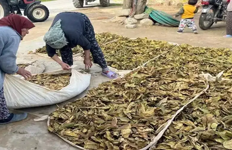 Denizli'de Hasat Tamam, Altın Yapraklar Üreticisine Kazandıracak