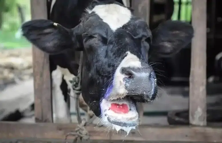 Şap Hastalığı Olan Hayvanların Eti ve Sütü Tüketilebilir Mi? Riskler ve Aşıların Etkisi Nedir?