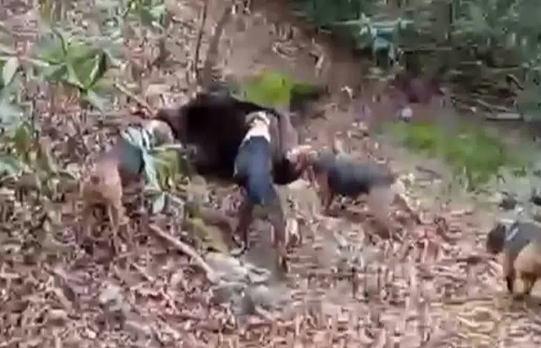 Samsun'da avcılar sezon finali yaptı: 3 domuz avlandı