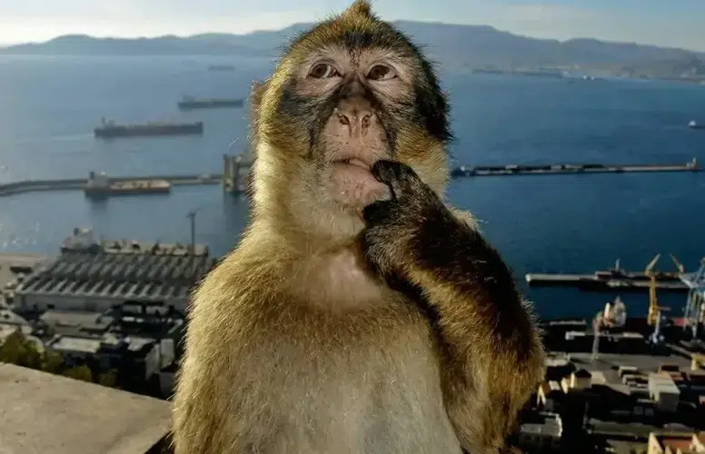 Dünya Düşünme Günü Nedir ve Neden Kutlanır?