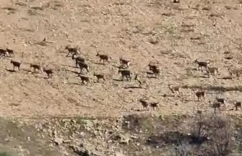 Diyarbakır'da Koruma Altındaki Dağ Keçileri Görüntülendi, Kaçak Avlanmaya 940 Bin Lira Ceza Uygulanıyor