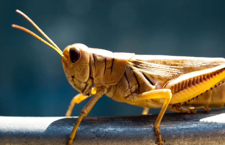 Bakanlık: Çekirge istilası tespit edilmedi