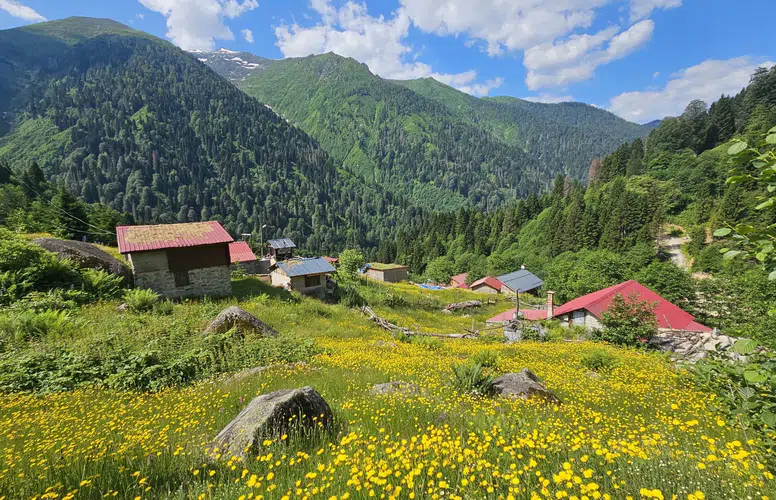 Kaçkar Dağları'nın etekleri sarı çiçeklerle renklendi