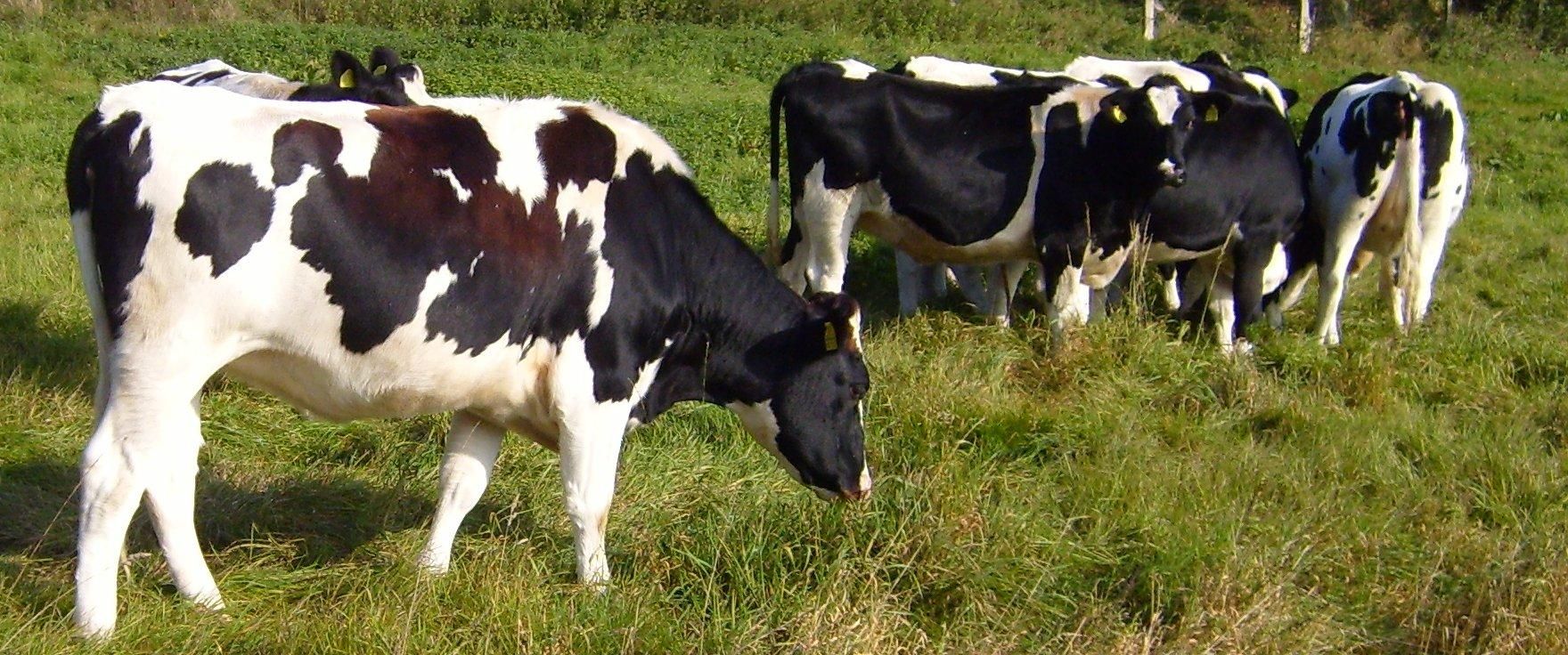 Holstein_cows_on_fields